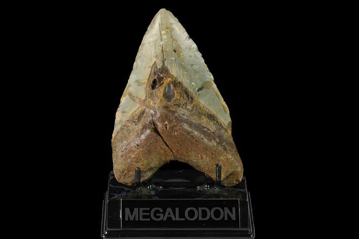 Fossil Megalodon Tooth - North Carolina #147530